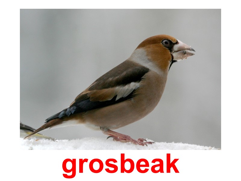 grosbeak